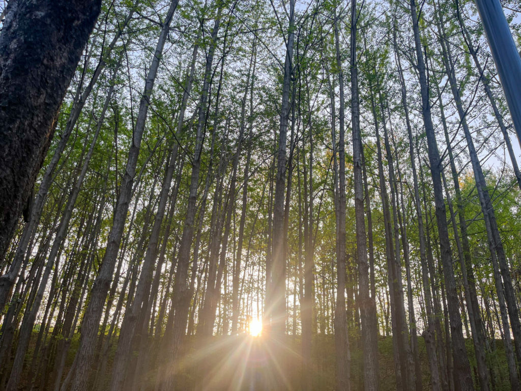 corea con niños ruta