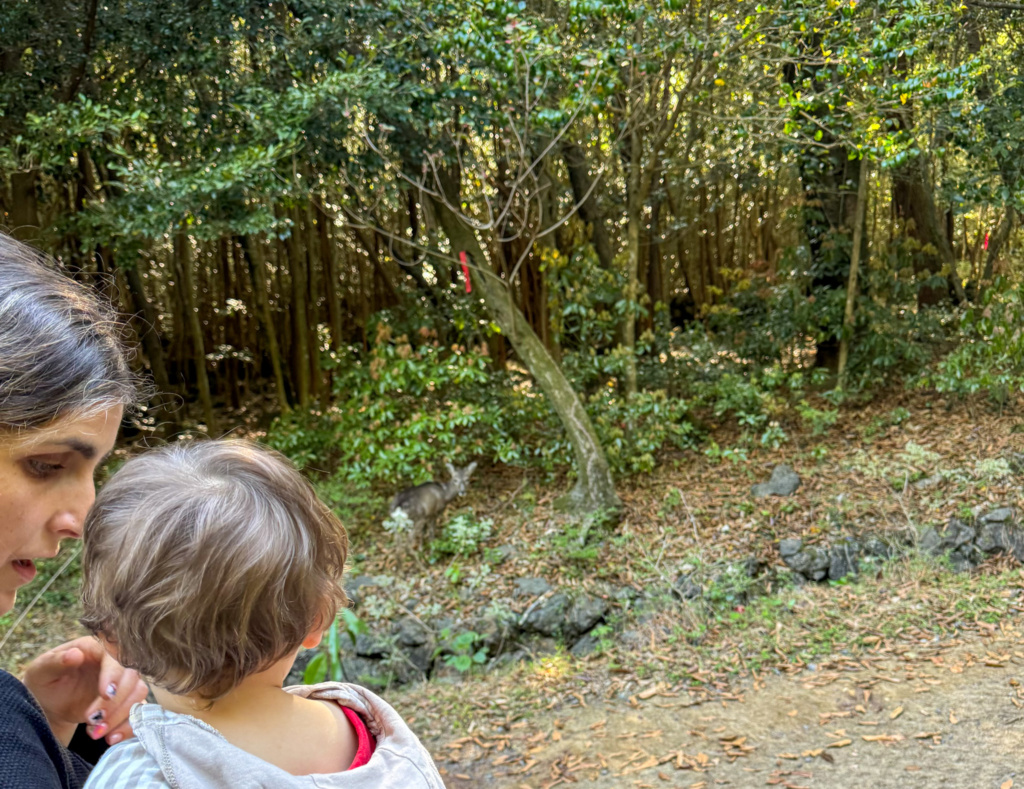 preparar viaje corea del sur